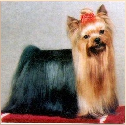  MARILLION`S BENJAMIN &mdash; Labaza DogPedigree YorkshireTerrier